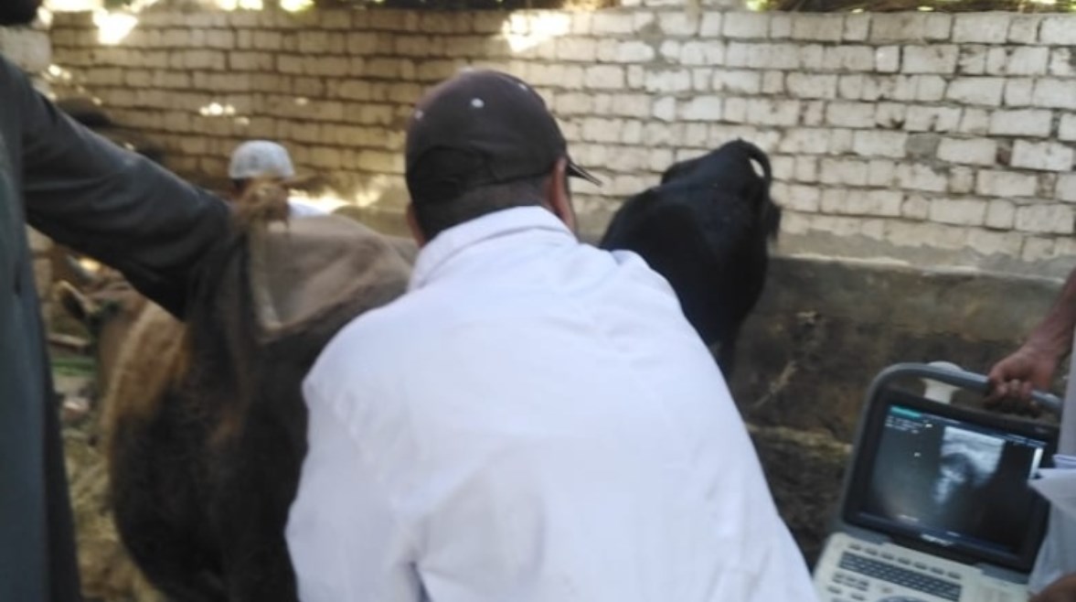 الطبيب البيطري 