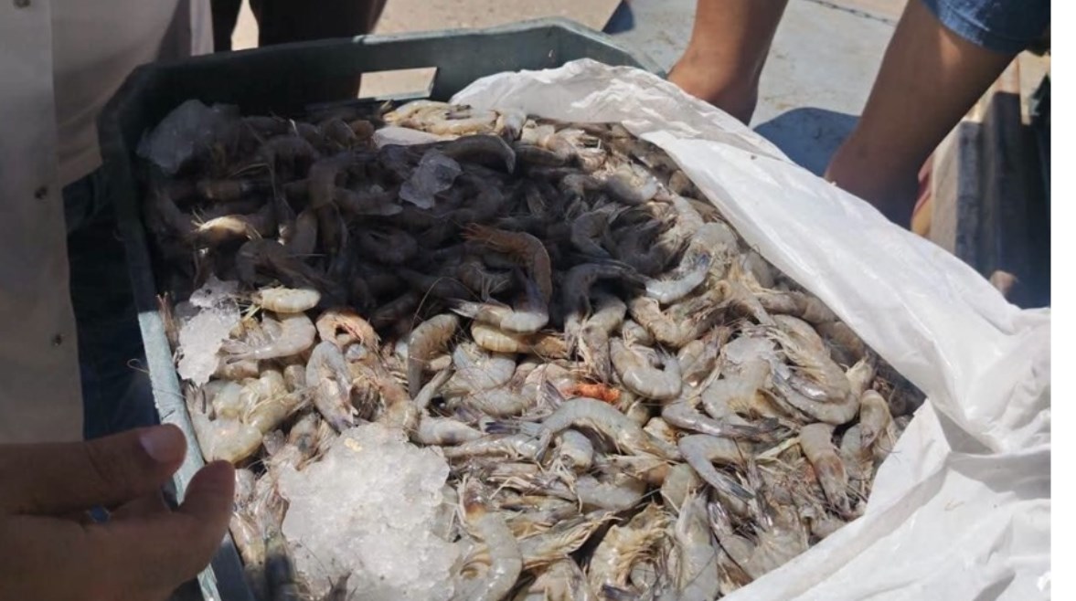 صورة من المضبوطات 