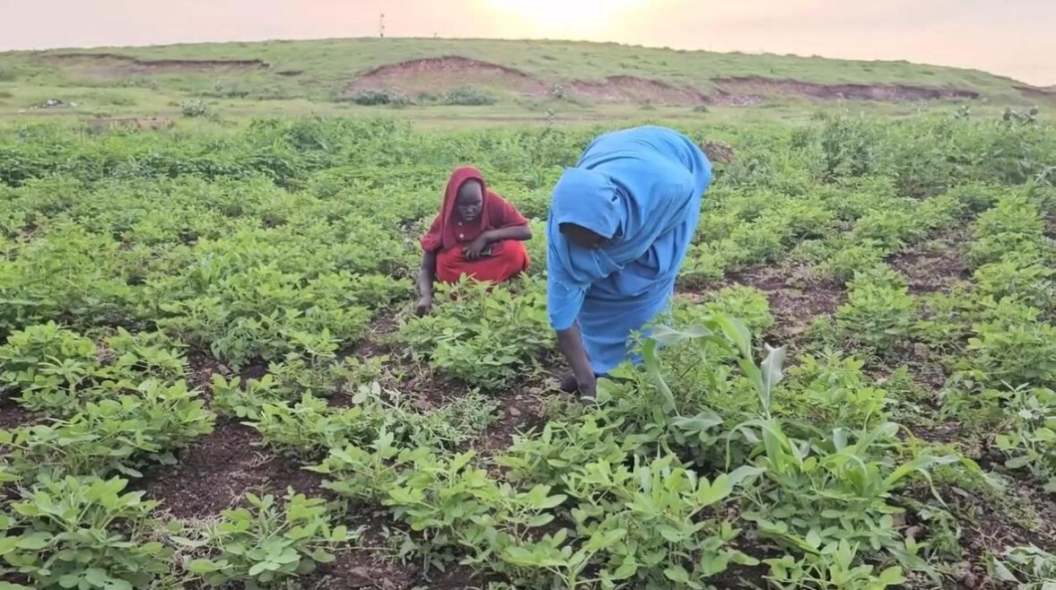مزارعو القضارف سلة غذاء السودان يطالبون بدعم حكومي ويشكون شح المحاصيل