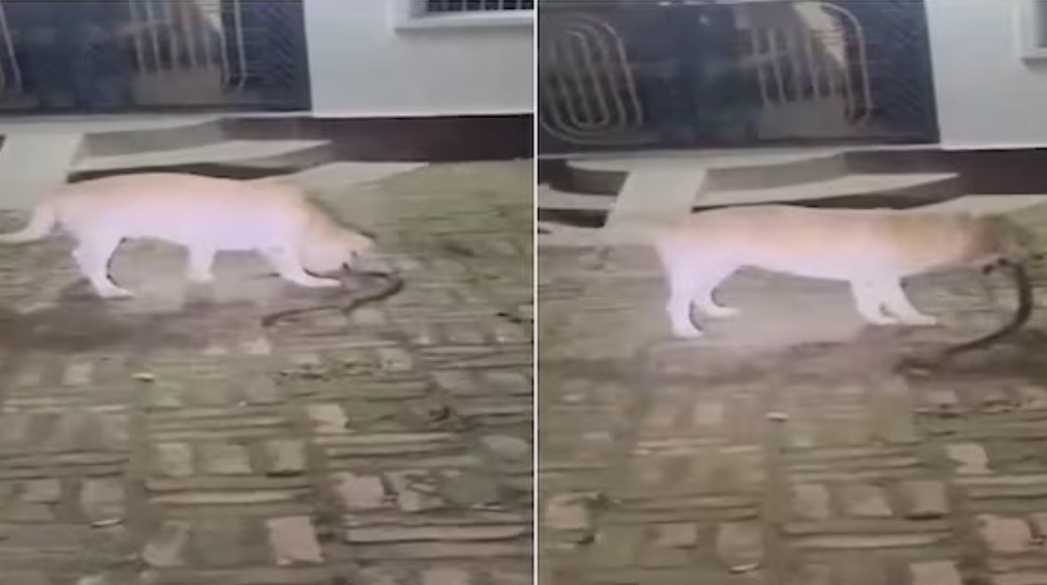 الكلب تومي
