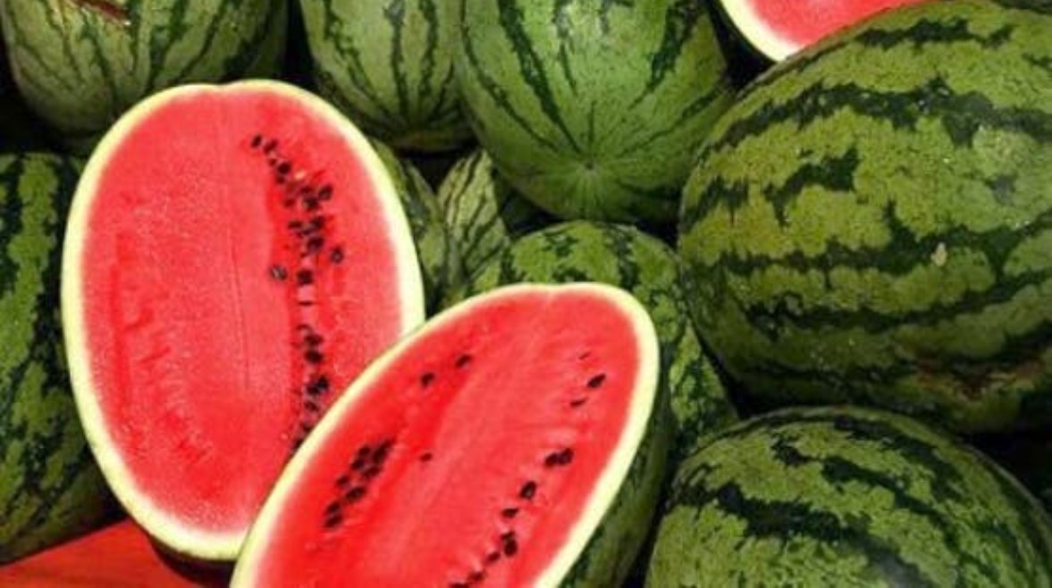 البطيخ