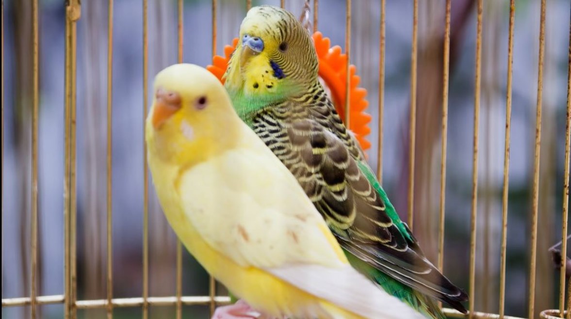 عصافير 