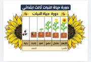 شرح درس دورة حياة النبات للصف الثالث الابتدائي 2026-2027