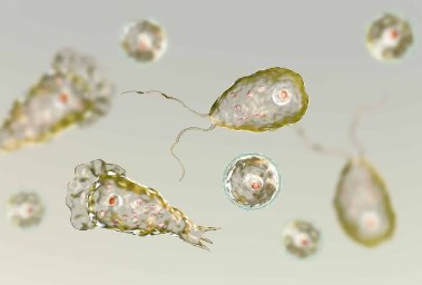 أميبا Naegleria fowleri