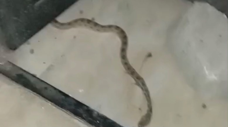 صورة الثعبان