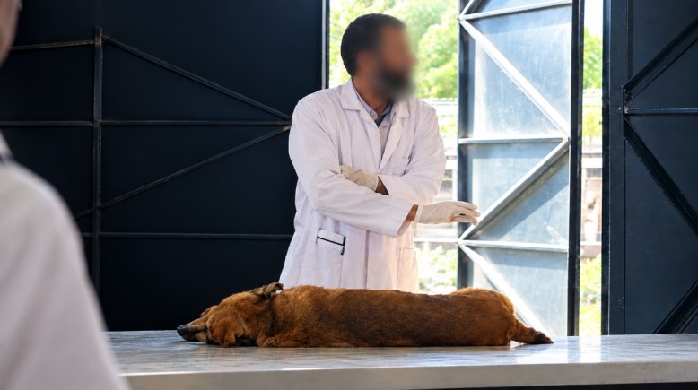واقعه ذبح كلب داخل جامعه قناة السويس