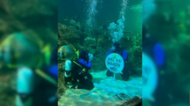 عرض الزواج داخل حوض الأسماك
