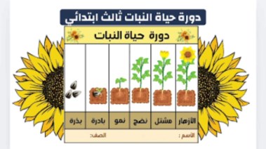 شرح درس دورة حياة النبات للصف الثالث الابتدائي 2026-2027