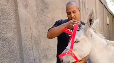 أحمد شوقي، المختص في رفع أسباب جروح الحيوانات العاملة