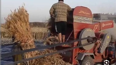 حصاد الذرة - أرشيفية