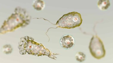 أميبا Naegleria fowleri
