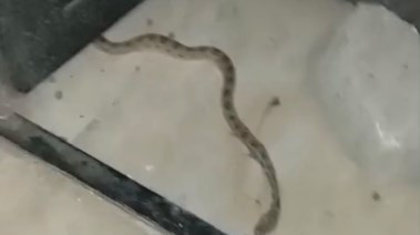 صورة الثعبان