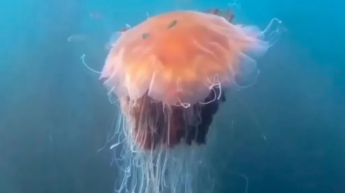 قنديل بحر عملاق