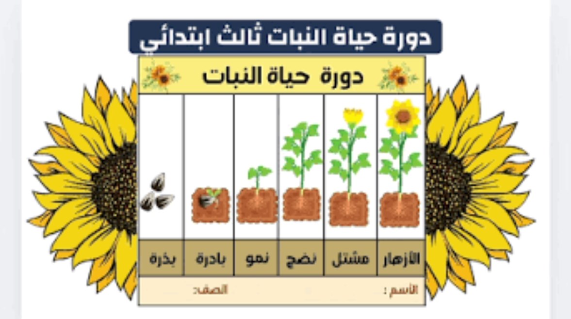 شرح درس دورة حياة النبات للصف الثالث الابتدائي 2026-2027