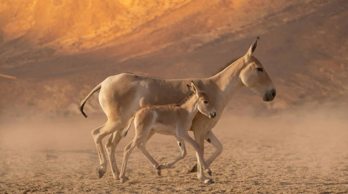 الحمار البري