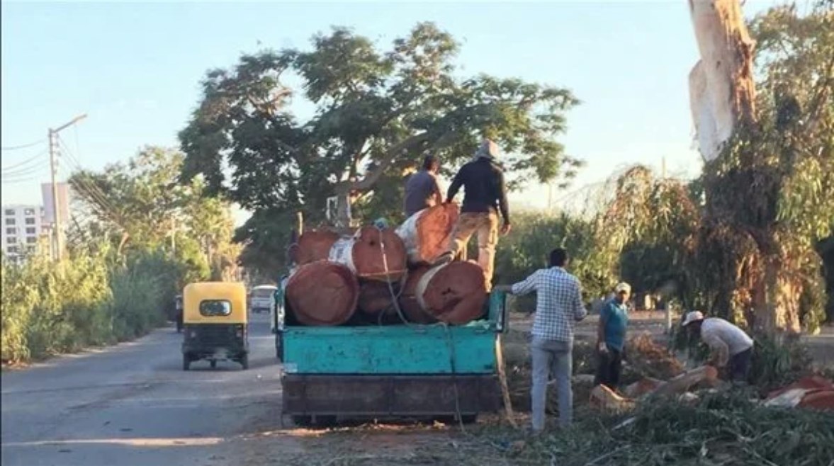  واقعة قطع أشجار داخل حرم قناطر إدفينا
