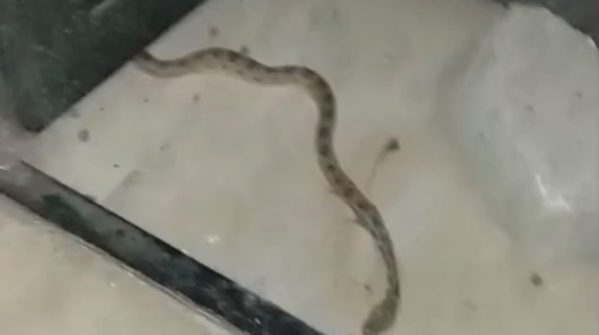 صورة الثعبان