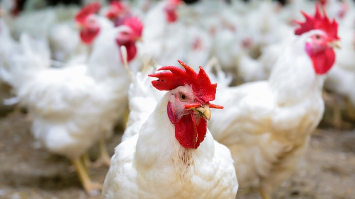 17211115728301202312140550465046