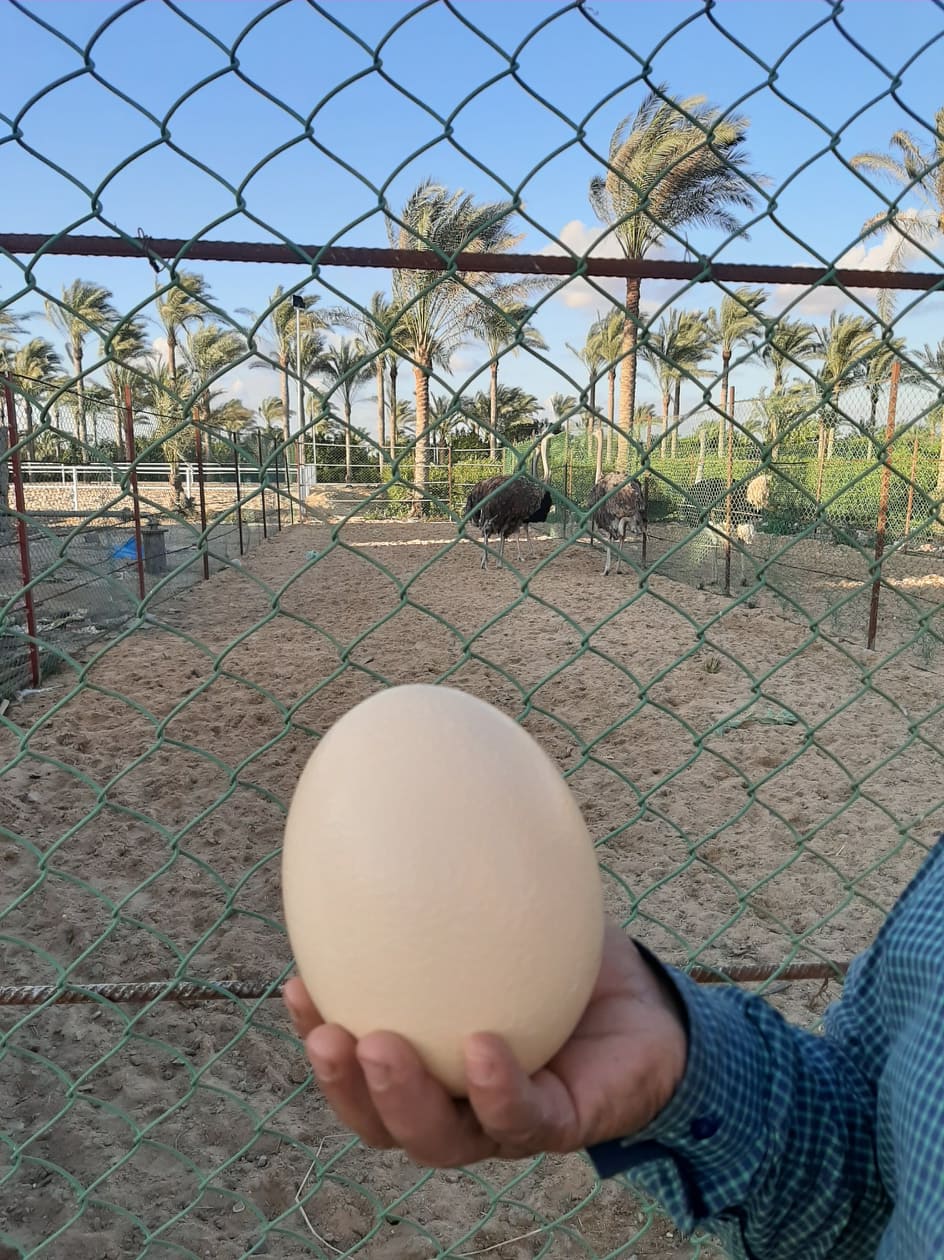 النعام النعام