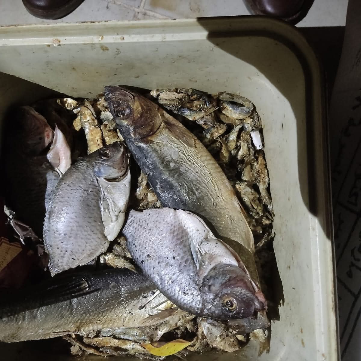 FB_IMG_1775940743168 FB_IMG_1775940743168