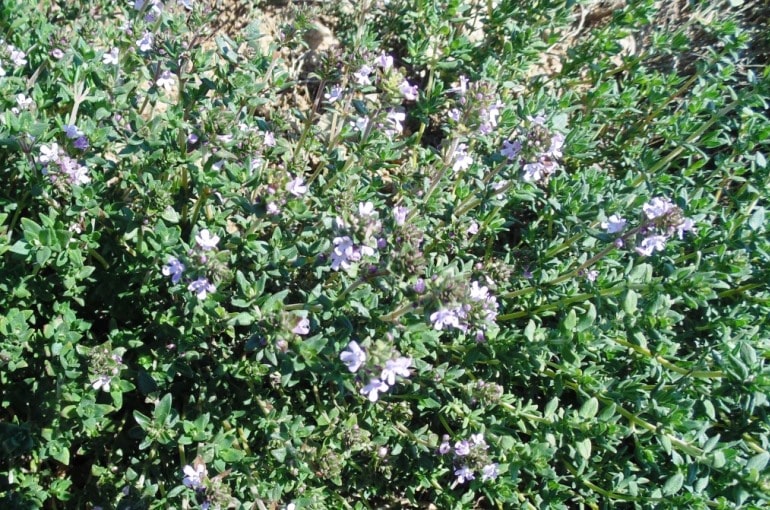 زراعة-الزعتر-في-المنزل زراعة-الزعتر-في-المنزل