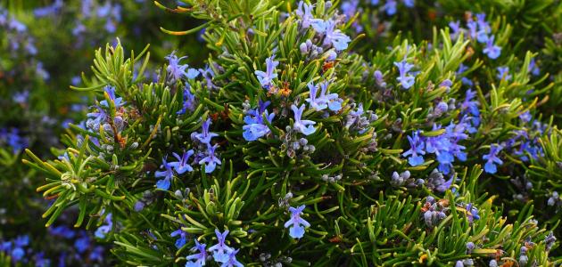 فوائد_الروزماري_للشعر