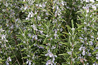 330px-Rosemary_bush