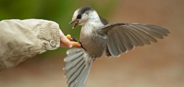 مفهوم_الرحمة