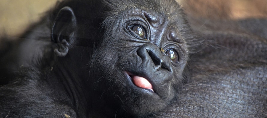 BIOPARC-Valencia-bebe-gorila-con-un-mes-de-vida-mi