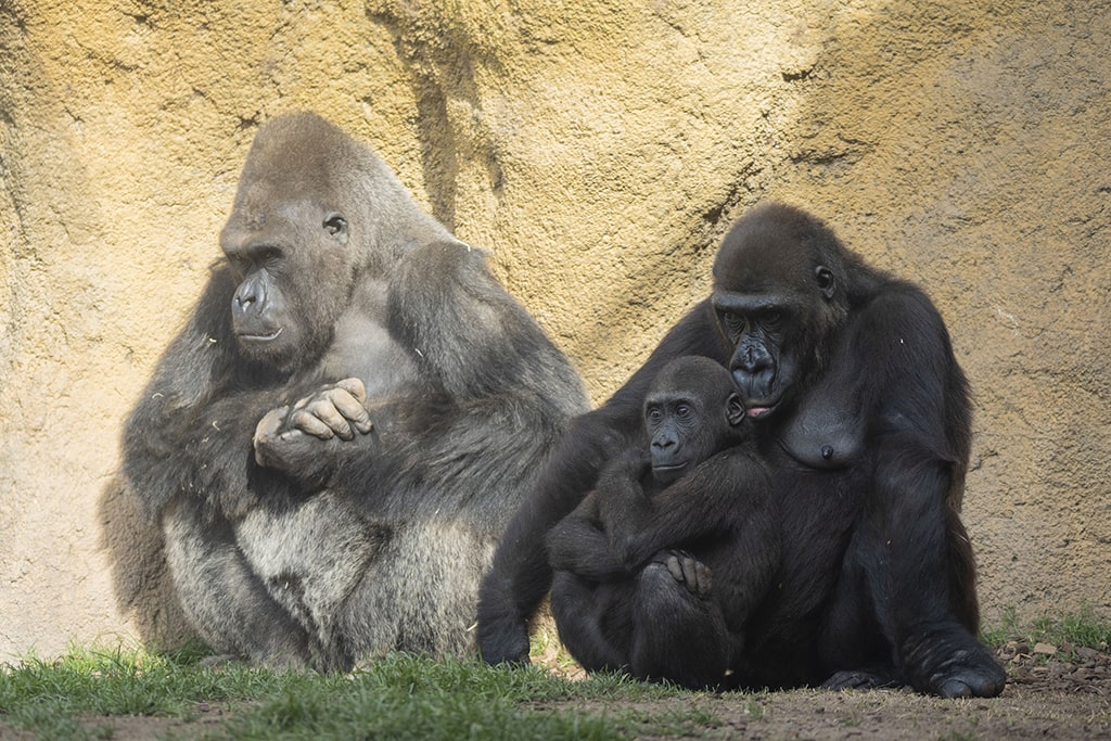 dia-de-la-mujer-2021-3-aniversario-gorila-Pepe-BIO