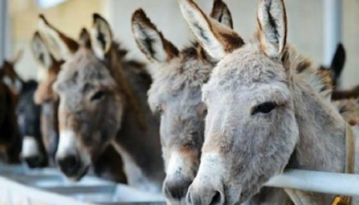 133-024549-export-donkey-skins-egypt-extinction1_7