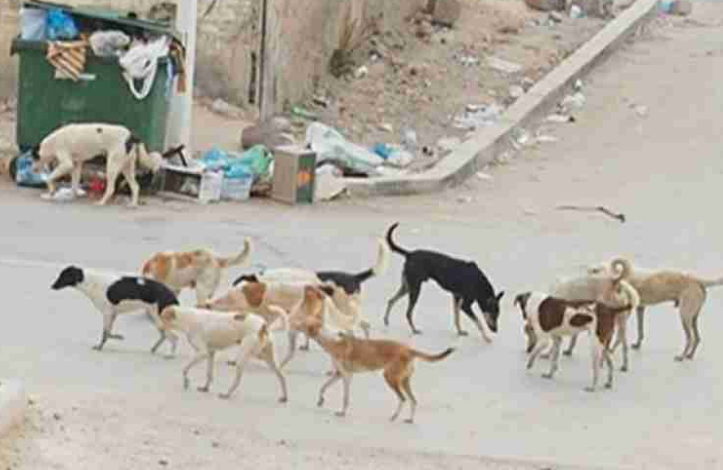 الكلاب-الضالة-723x470-1