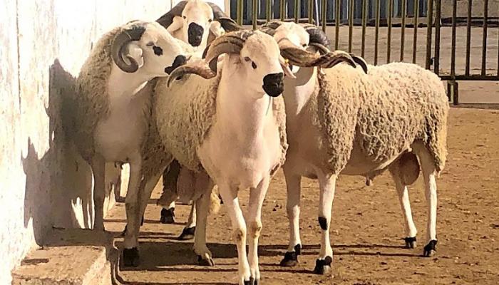 133-234529-eid-aladha-sunnahs-slaughtering-sacrifi 133-234529-eid-aladha-sunnahs-slaughtering-sacrifi