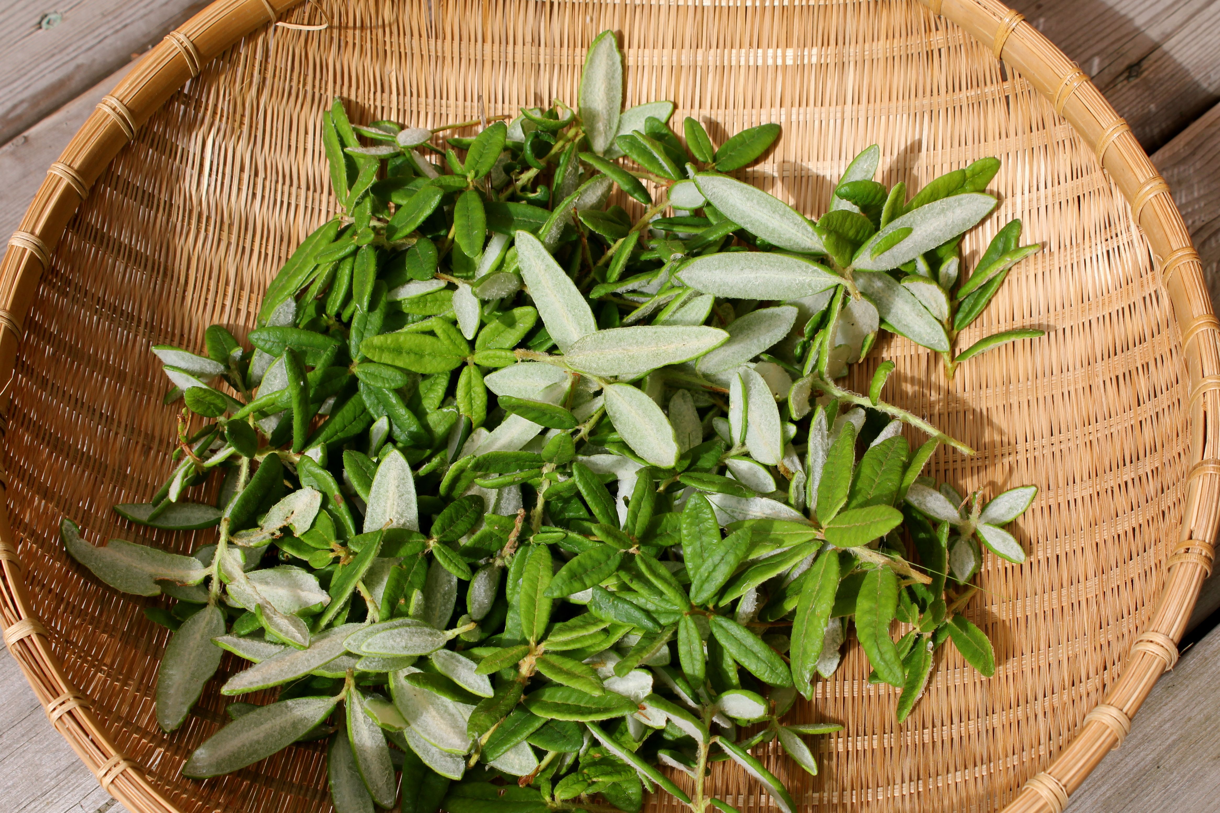 labrador-tea-in-basket labrador-tea-in-basket