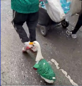 البطة البطة