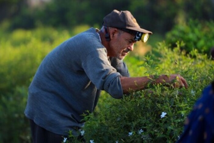 farmers-harvesting-jasmine-flowers-village-shubra- farmers-harvesting-jasmine-flowers-village-shubra-